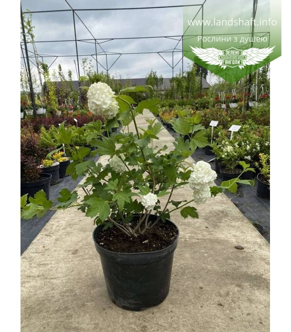 Viburnum Or Roseum 19/50
