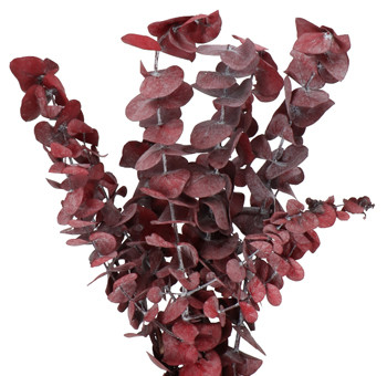 Eucalipt Cinerea Metal Red 200 gr