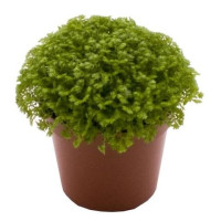 Selaginella Apoda 8/10