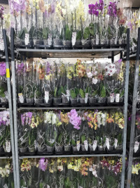 Phal 2-tak Phalaenova Mix 12/50
