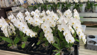 Phal A2 Formidablo White 15/80