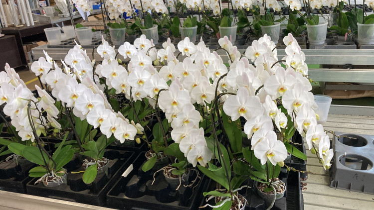 Phal A2 Formidablo White 15/80
