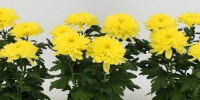 Chrysanthemum Zembla Yellow 3pp 13/35