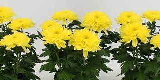 Chrysanthemum Zembla Yellow 3pp 13/35
