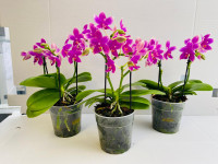 Phal 2-tak Cherrey Blossem Aroma 12/35