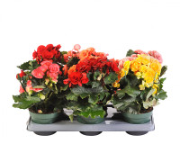 Begonia Mix 11/25