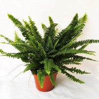 Nephrolepis Green Lady 21/70