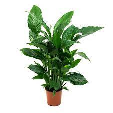 Spathiphyllum Pearl Cupido 7/25
