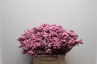 Brunia Pink X10