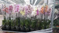 Phal A2  Green Balanz Mix 12/50