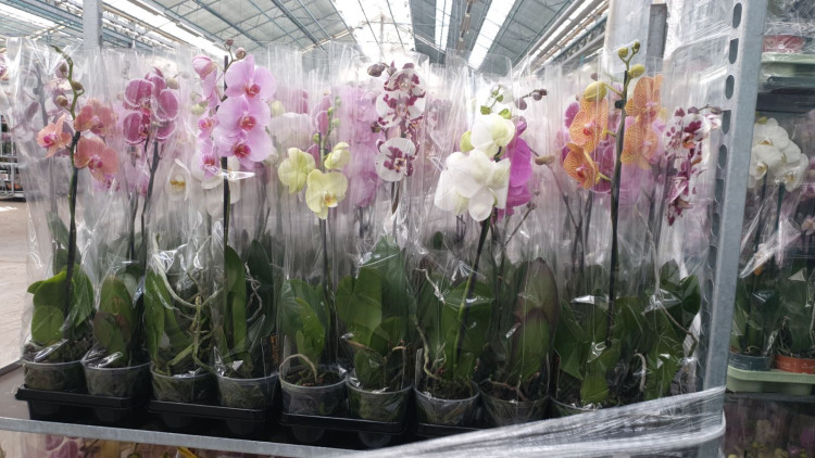 Phal A2  Green Balanz Mix 12/50