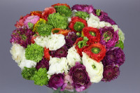 Ranunculus Clooney Hanoi Super