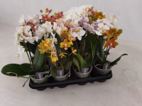 Phal 2-tak Spider 12/55