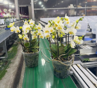 Phal A2 Bellissimo Mix 15/50