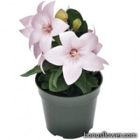 Platycodon Pink 13/30