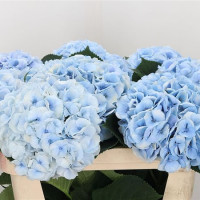 Hydr S Roy Surprime Blue X5 50 cm Holland