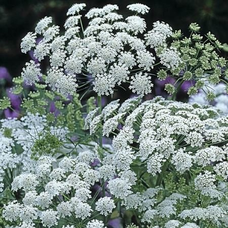 Ammi Majus Graceland