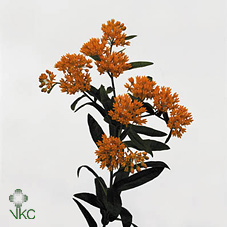 Ascl Tuberosa