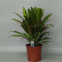 Cordyline Kiwi (decorum)