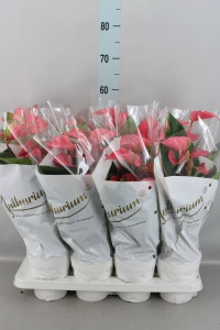 Anthurium Pink Champi 12/40