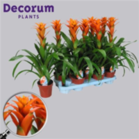 Guzmania Vista Oranje (decorum)