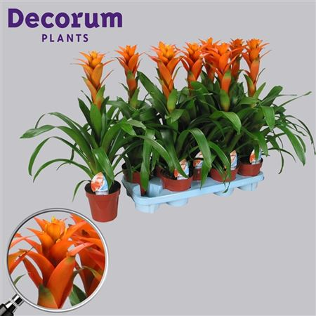 Guzmania Vista Oranje (decorum)