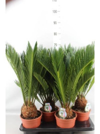 Cycas Revoluta 22/55