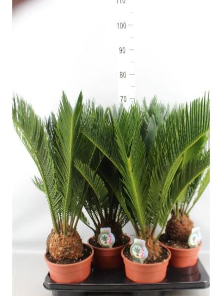 Cycas Revoluta 22/55