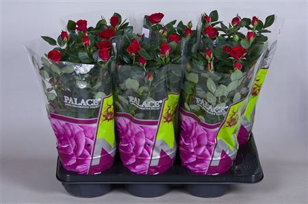 Rosa Palace Isabel (grower)