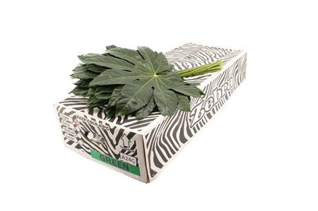 Aralia Costa Rica Super Zebra