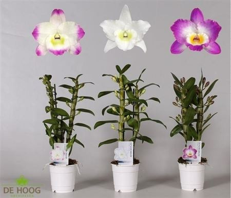 Dendrobium Apollon 2-tak 12/50