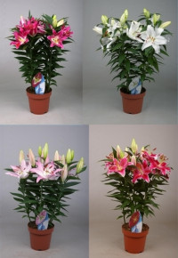 Lilium Or Special MIX 19/65