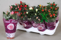 Rosa Classic Star 12/28