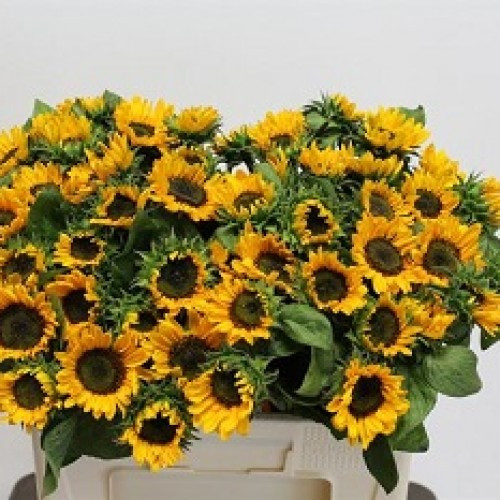 Helianthus Подсолнух Holland