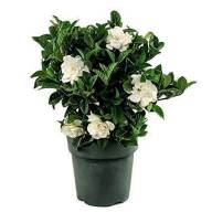 Gardenia Jasmin 14/50 - gardenia-cape-jasmine-plants-online-in-dubai-uae_1200x1200_7977c1d3-a2d9-4de7-b88b-262fc9b60224