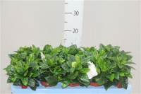Gardenia Jasmin 14/50