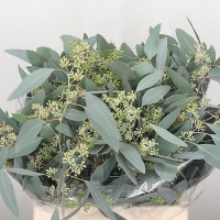 Eucalypt Polyan Frui 65 cm - 250 g