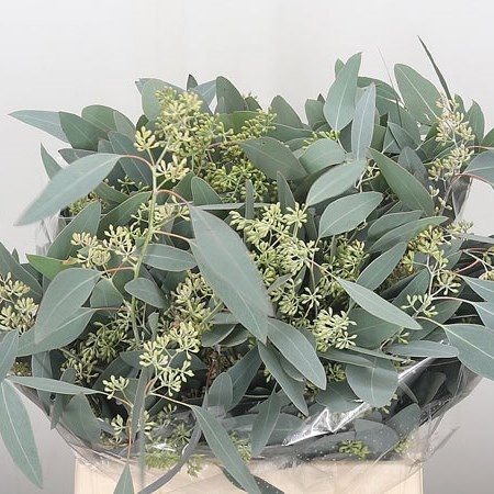 Eucalypt Polyan Frui 65 cm - 250 g