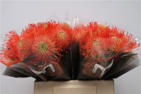 Leucadendron Succession X5