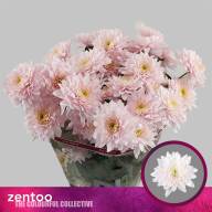 Chr T Pastela Rose X5 - зображення_viber_2025-06-11_13-48-24-882