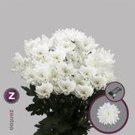 Chr T Pastela Rose X5 - 20200110060052201909262226362002