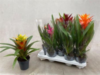 Guzmania Gem 15/65