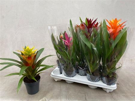 Guzmania Gem 15/65