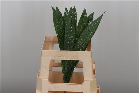 Aspidistra Milky Way 60 sm