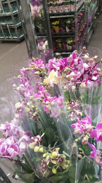 Phal 2/3-tak Mutant Mix 12/