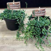 Senecio Herreianus 14