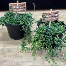 Senecio Herreianus 14