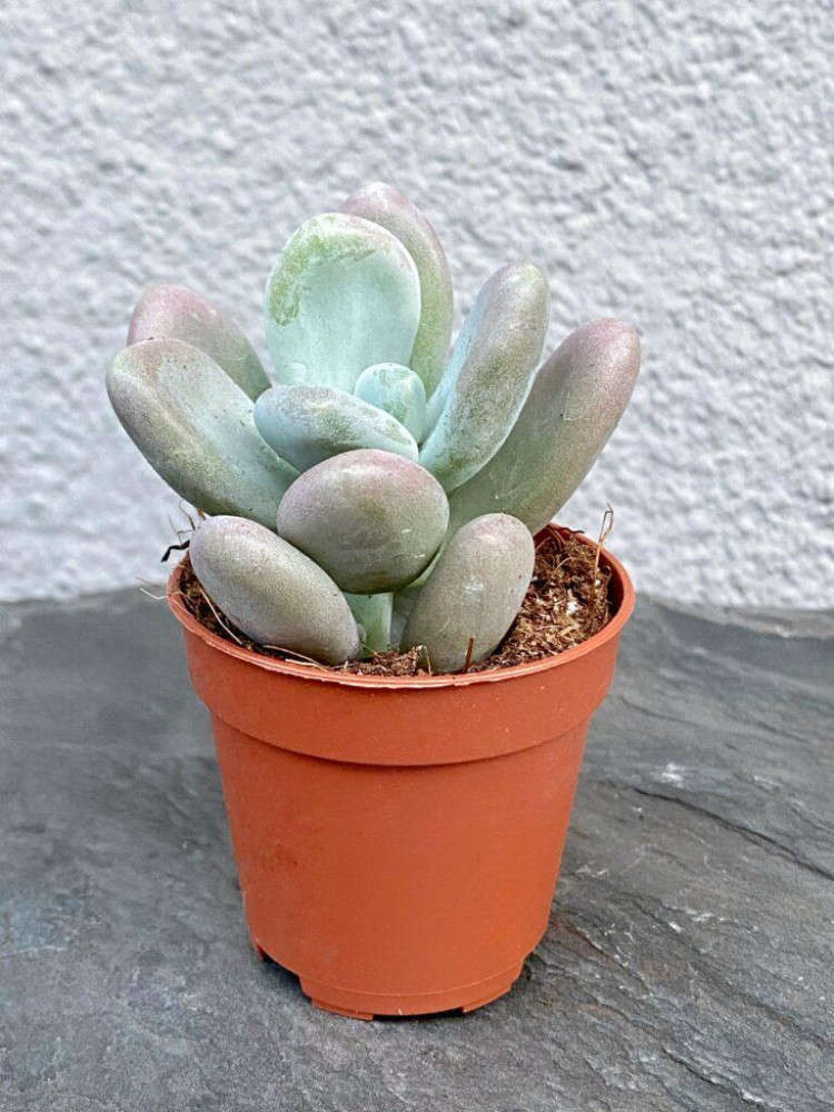 Pachyphytum Oviferum 508/15