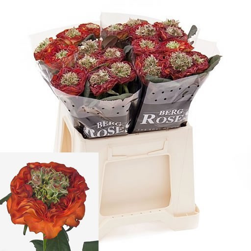 Rose Flash Eye 50 sm