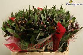 Alstromeria MIX 90 sm Ecuador Х20